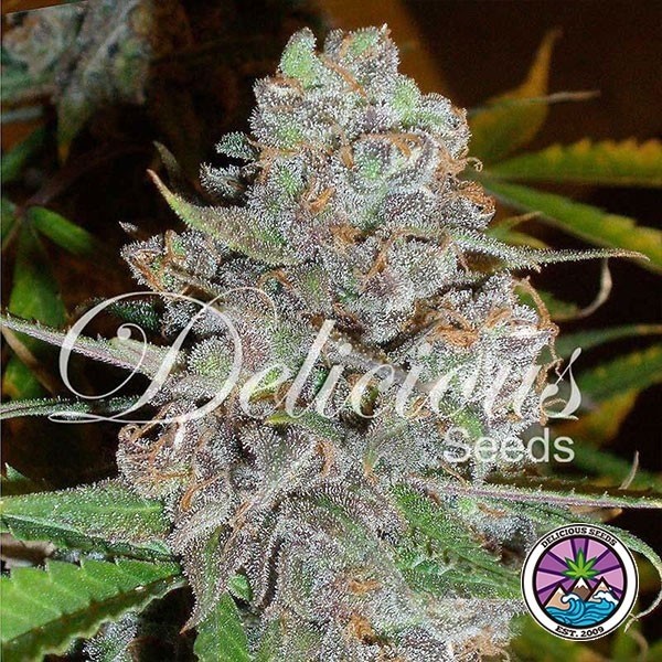 La Diva Auto planta de marihuana
