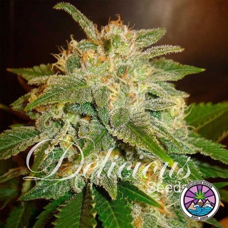La Bella Afrodita Auto cannabis plant La Bella Afrodita Auto cannabis plant