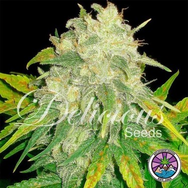 Il Diavolo Auto planta de marihuana