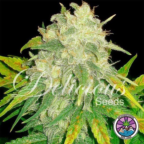 Il Diavolo Auto planta de marihuana