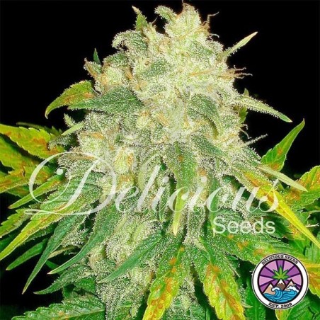 Il Diavolo Auto planta de marihuana Il Diavolo Auto planta de marihuana