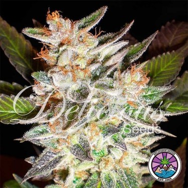 Delicious Candy Auto planta de marihuana