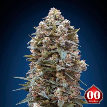 00 Kush planta de marihuana