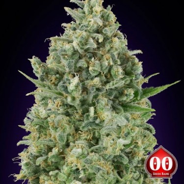 Critical Poison planta de marihuana