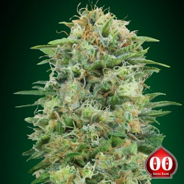 White Widow CBD planta de marihuana