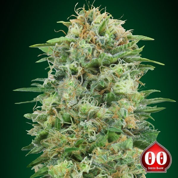 White Widow CBD planta de marihuana