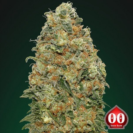 Planta de maconha de Widow branco