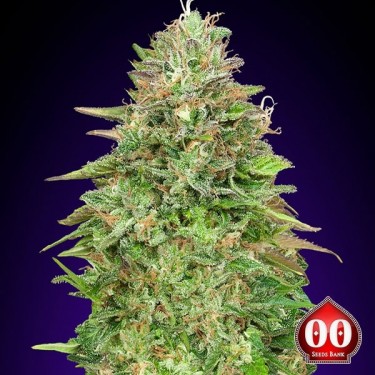 Critical Poison Fast planta de marihuana