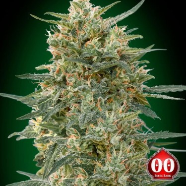 Gorilla Fast planta de marihuana