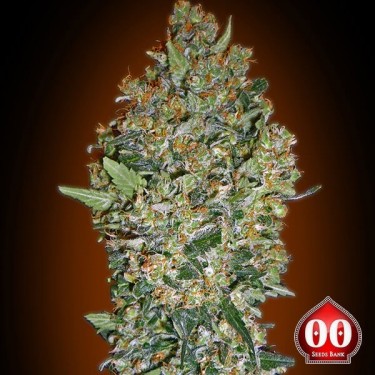 Cheese Berry planta de maconha
