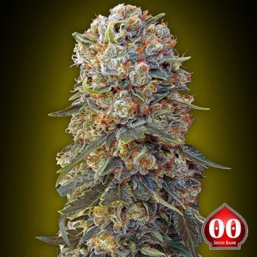 Sweet Critical Cannabis Plant