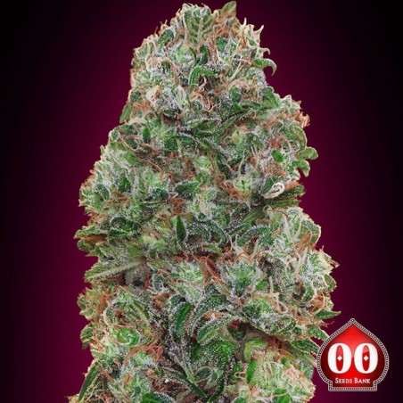 Bubble Gum planta de marihuana Bubble Gum planta de marihuana