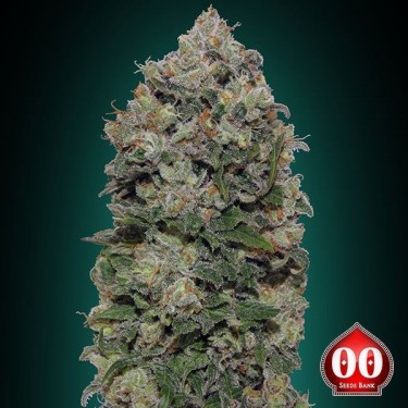 Northern Lights planta de marihuana