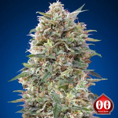 California Kush planta de marihuana