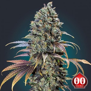 California Kush planta de marihuana