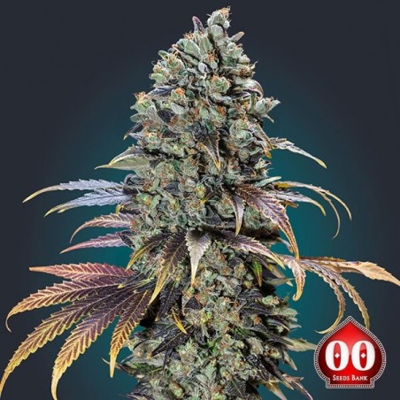 Chocolate Cream Cannabis Plant Chocolate Cream Cannabis Plant