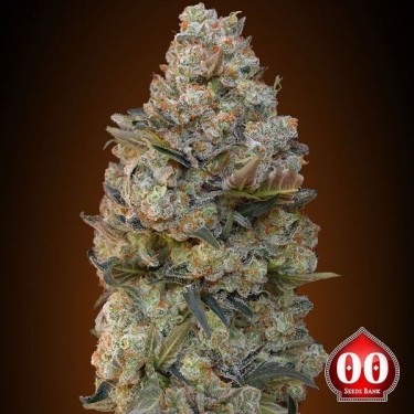 Chocolate Skunk