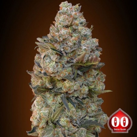 Chocolate Skunk plantas de marihuana Chocolate Skunk plantas de marihuana