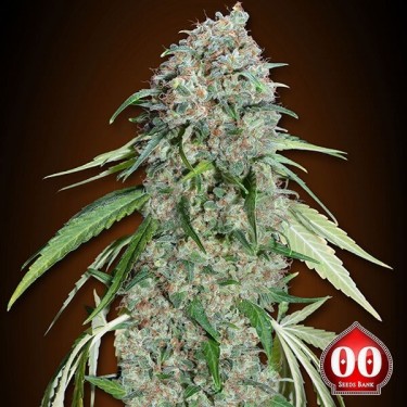 Chocolate Skunk CBD planta de marihuana
