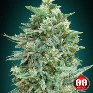 Auto Northern Lights XXL planta de marihuana