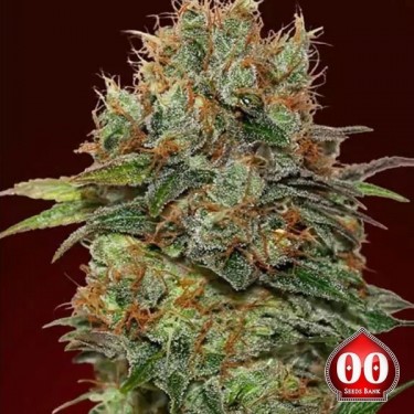 Chocolate Kush planta de marihuana