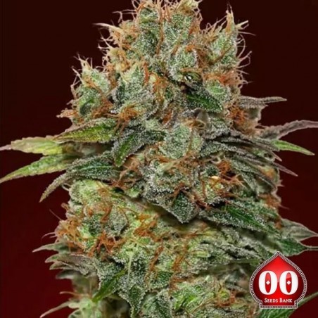 Chocolate Kush planta de marihuana