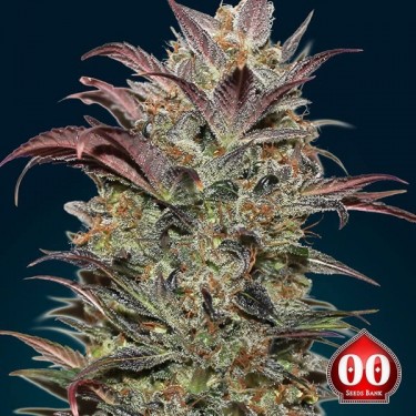 Auto Chocolate Cream - Planta de marihuana