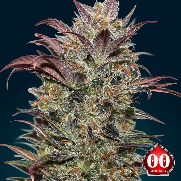 Creme de Chocolate Auto - Planta Marijuana