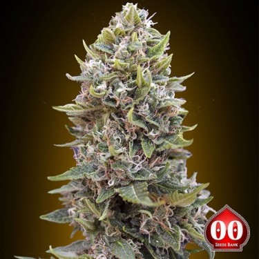 Auto Cheese Berry planta de maconha