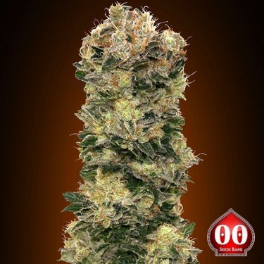 Auto Sweet Soma planta de marihuana