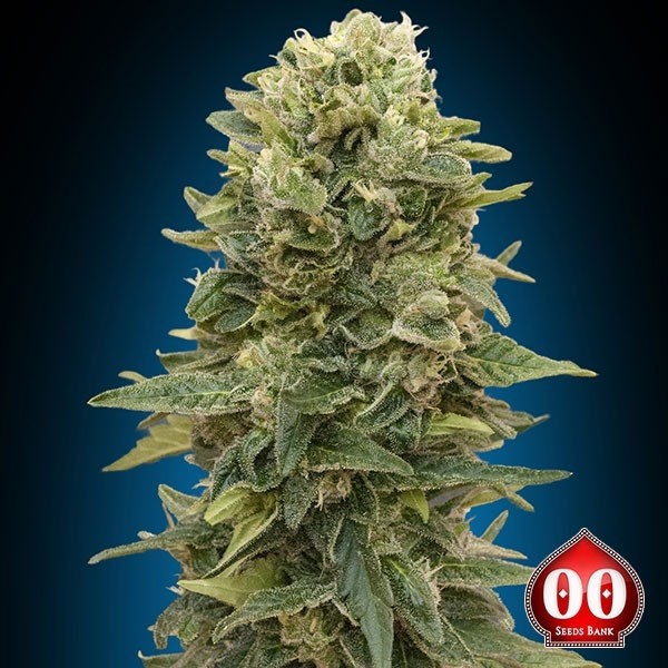 Planta de maconha de massa afegã