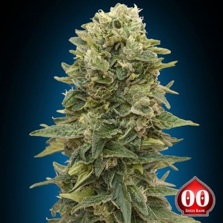 Auto Afghan Mass planta de marihuana