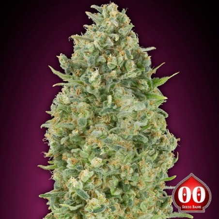 Auto Bubble Gum planta de marihuana Auto Bubble Gum planta de marihuana
