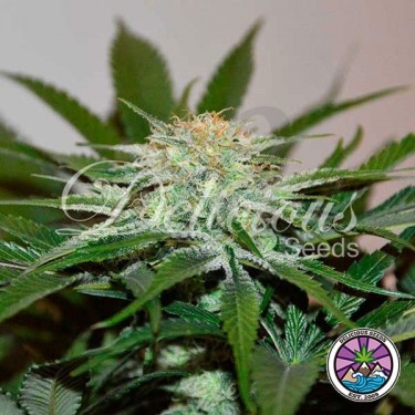 Descojack planta de marihuana