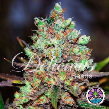 Cotton Candy Kush planta de marihuana
