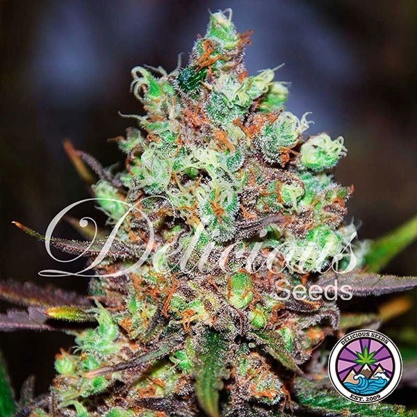 Cotton Candy Kush planta de marihuana