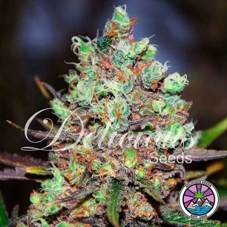 Cotton Candy Kush planta de marihuana Cotton Candy Kush planta de marihuana