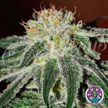 Black Russian cannabis plant