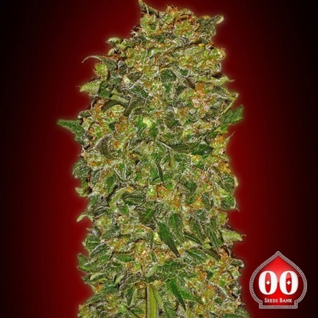 Chocolate Kush planta de marihuana Chocolate Kush planta de marihuana