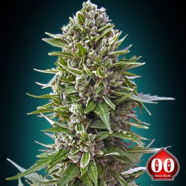 Auto Northern Lights planta de marihuana