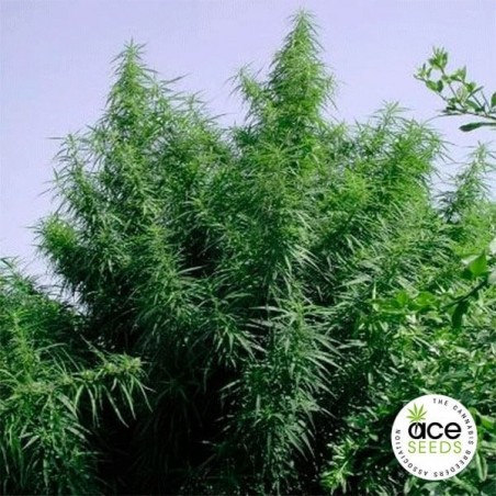 Tropical Mix Fem planta de marihuana Tropical Mix Fem planta de marihuana