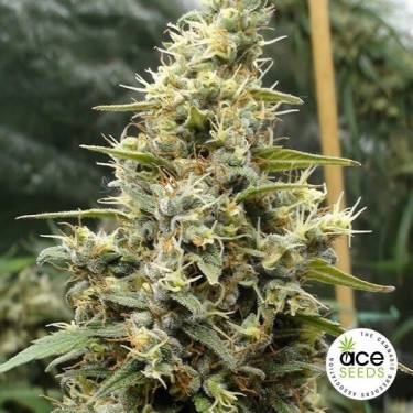 Panama Haze Fem planta de marihuana