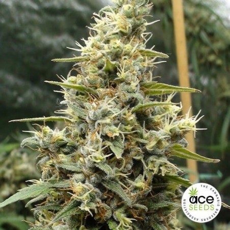 Panama Haze Fem planta de marihuana Panama Haze Fem planta de marihuana