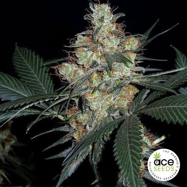 Nepalese Jam Fem Cannabis Plant