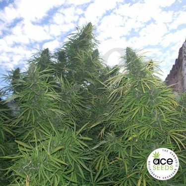 Golden Tiger Fem planta de marihuana