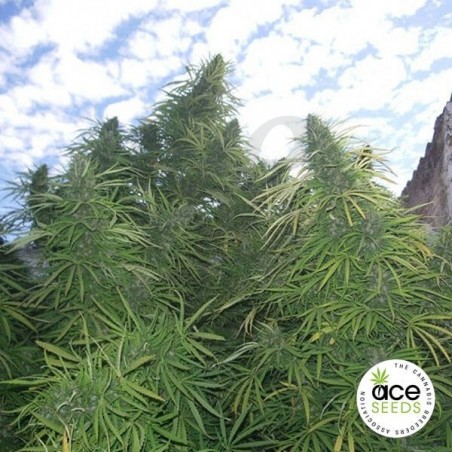 Golden Tiger Fem planta de marihuana Golden Tiger Fem planta de marihuana