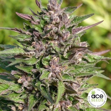 Congo Fem planta de marihuana