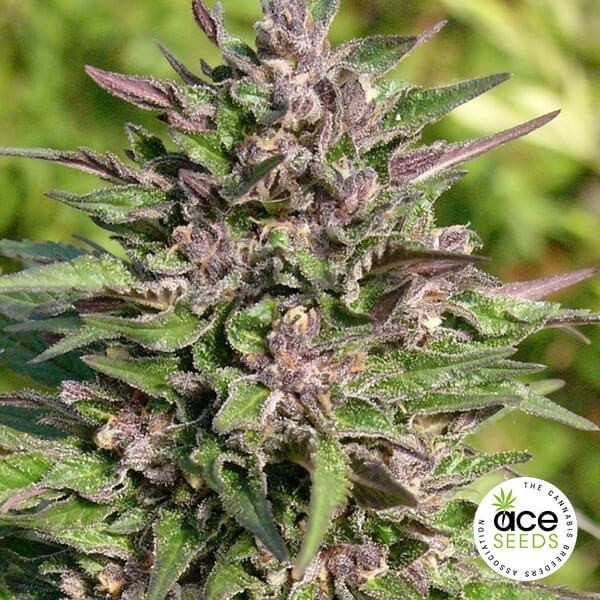 Congo feminized Cannabis Plant