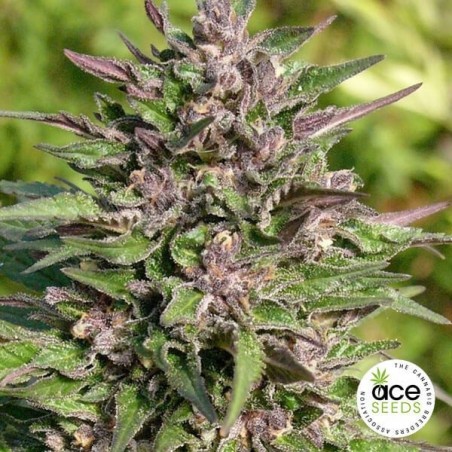 Plante de marijuana Congo Féminisée Plante de marijuana Congo Féminisée