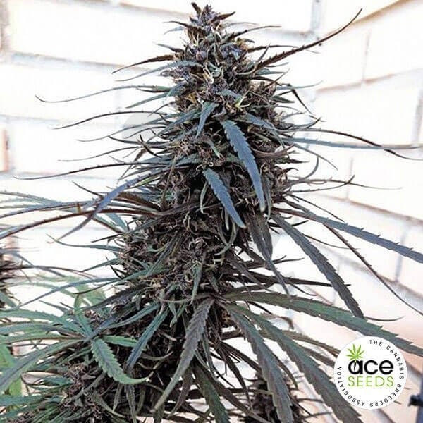 Roxo Haze x Malavi Planta de maconha regular
